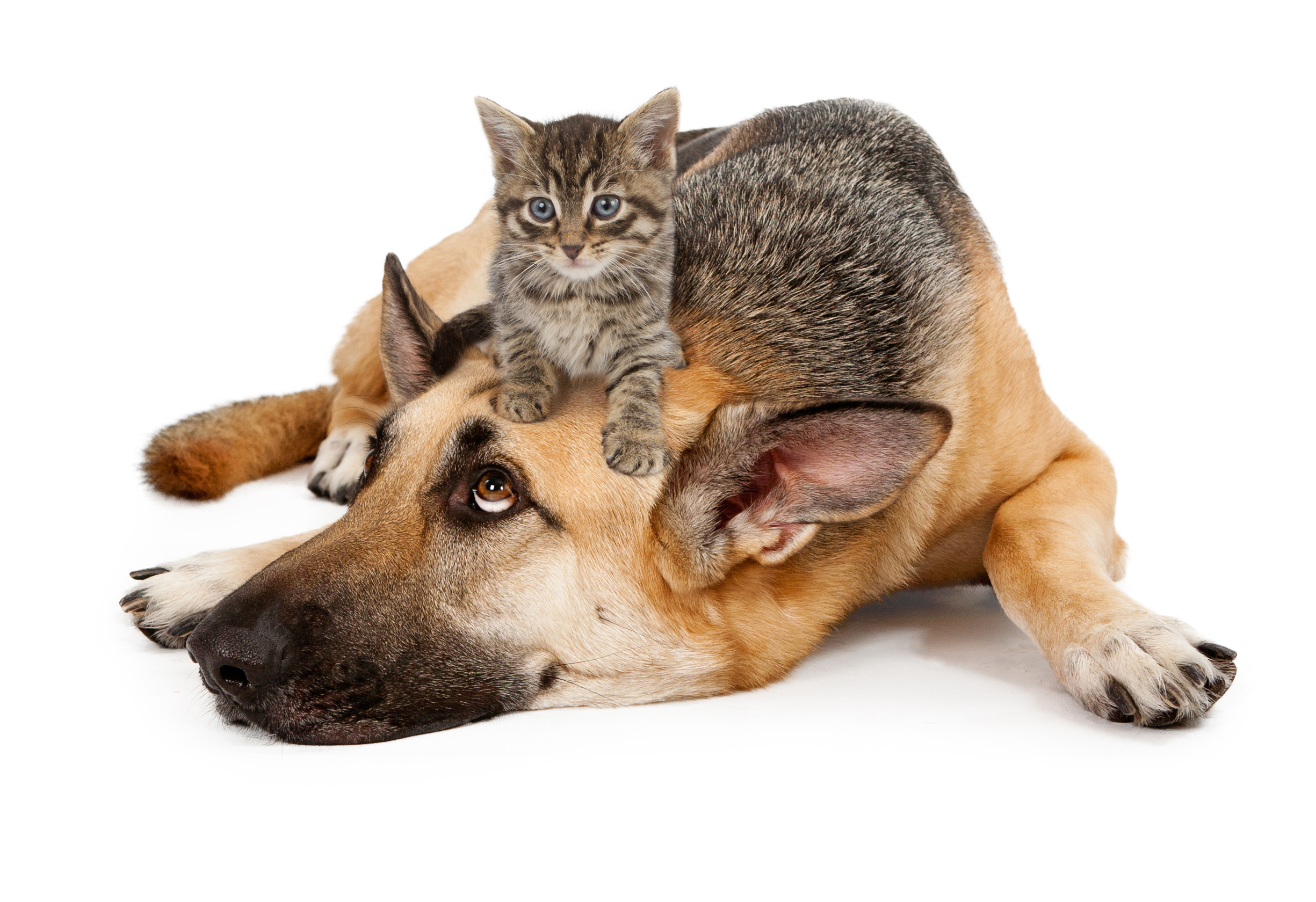 Kitten laying on German Shepherd